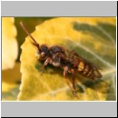 Nomada flava  - Wespenbiene w19.jpg